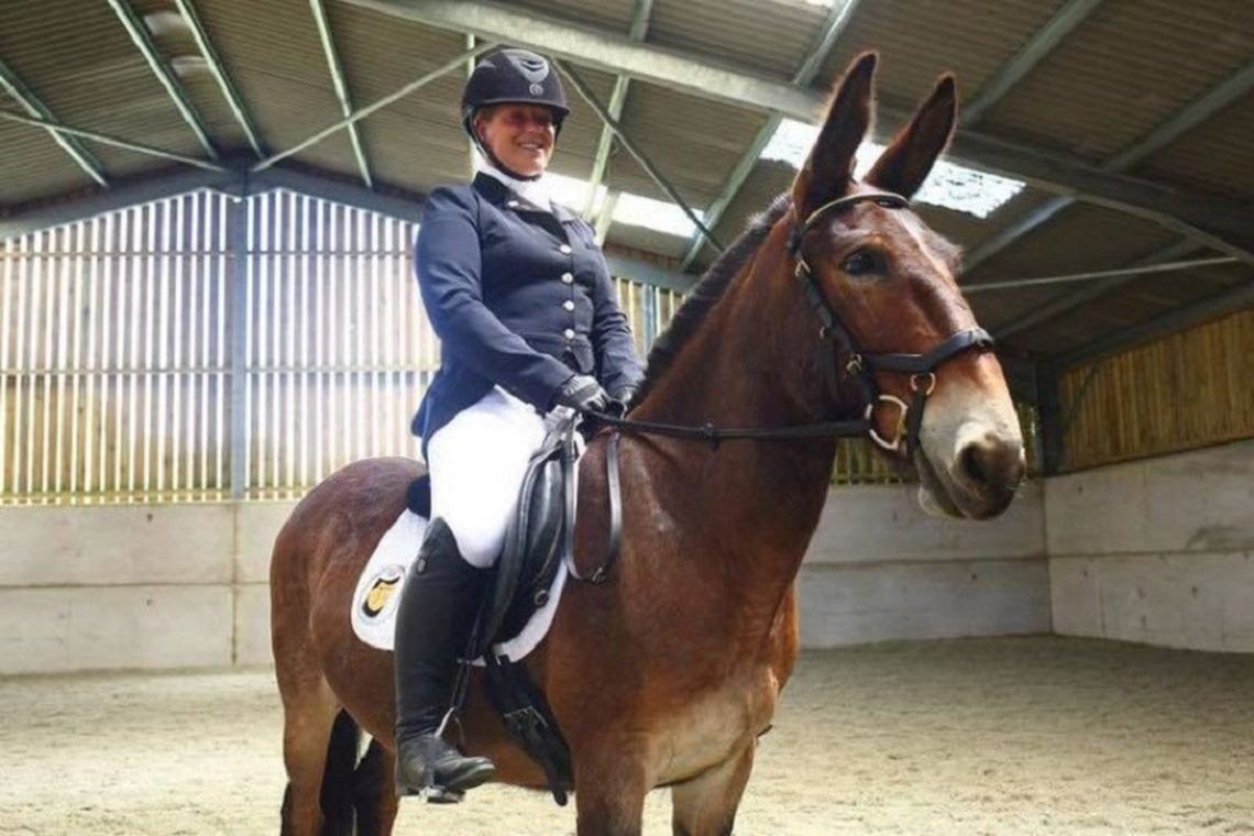 latihan kuda dressage - brickerperformanceponies