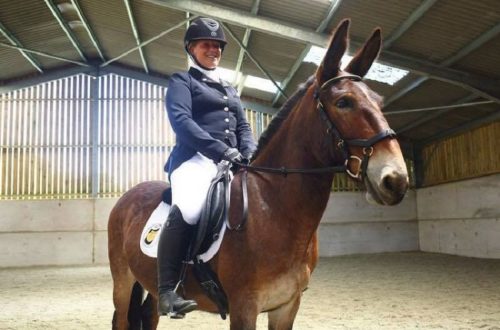 latihan kuda dressage - brickerperformanceponies