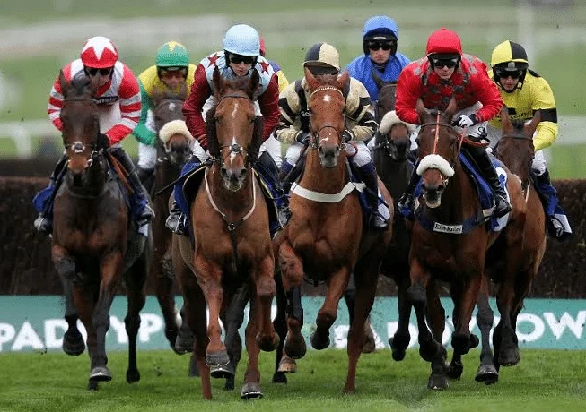 lifestyle equestrian - brickerperformanceponies