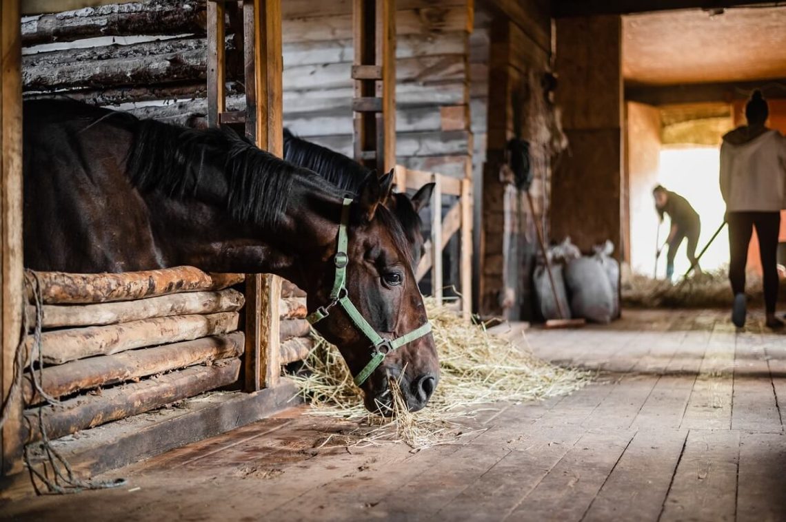 perawatan kuda - brickerperformanceponies