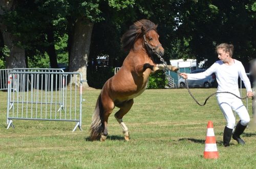 latihan jumping kuda - brickerperformanceponies