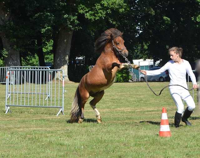 latihan jumping kuda - brickerperformanceponies
