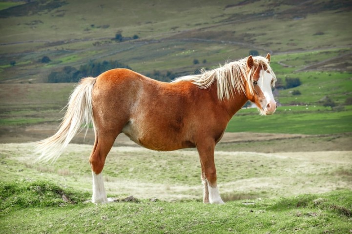 pelatihan poni - brickerperformanceponies