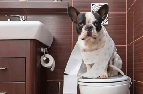 Melatih Anjing Buang Air di Tempat Benar