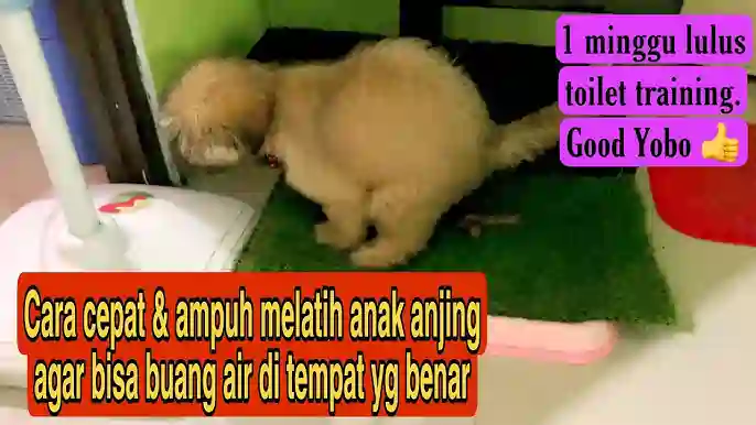 Melatih Anjing Buang Air di Tempat Benar