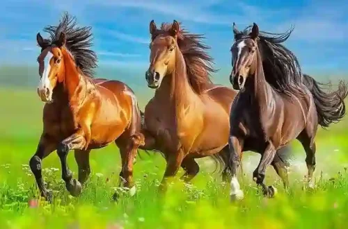 Membangun Ekosistem Berkuda yang Ideal