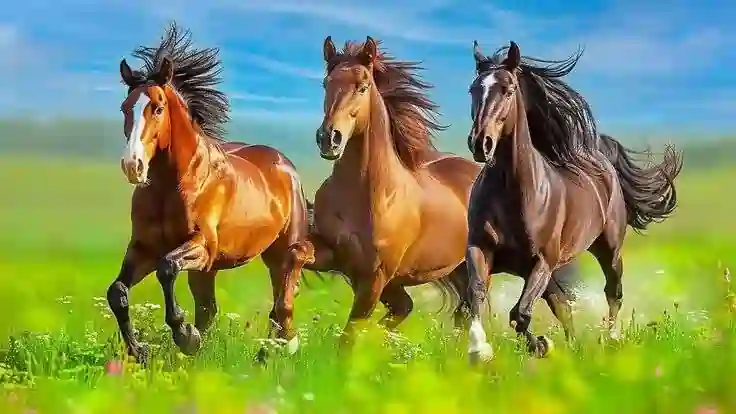 Membangun Ekosistem Berkuda yang Ideal