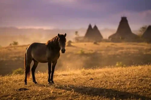 jenis kuda indonesia