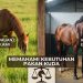 pakan kuda terbaik